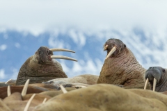 Walrus (Odobenus rosmarus) resting on beach with mountain background