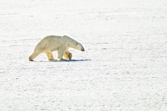 Polar Bear (Ursus maritimus) on arctic ice pack