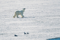 Polar Bear (Ursus maritimus) on arctic ice pack