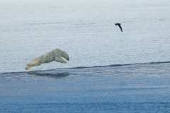 Polar Bear (Ursus maritimus) diving into the water while hunting Beluga whales