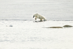 Polar Bear (Ursus maritimus) diving into the water while hunting Beluga whales