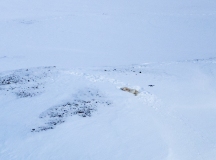 Long distance shot of Polar Bear (Ursus maritimus) with drone hovering nearby.