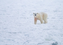 Polar Bear (Ursus maritimus) walking on  frozen fjord ice