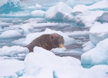 Walrus (Odobenus rosmarus) emerging from ice flow