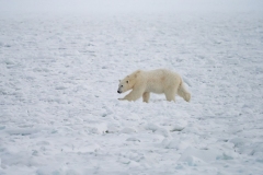 Polar Bear (Ursus maritimus) walking on  frozen fjord ice