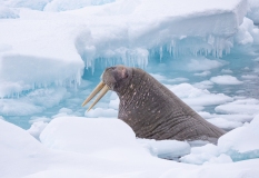 Walrus (Odobenus rosmarus) emerging from ice flow