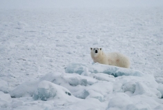 Polar Bear (Ursus maritimus) on  frozen fjord ice