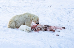 Tagged  Polar Bear (Ursus maritimus) sow and cub feeding on a reindeer kill