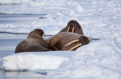 Walrus (Odobenus rosmarus)