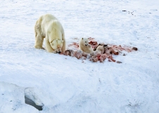 Tagged  Polar Bear (Ursus maritimus) sow and cub feeding on a reindeer kill