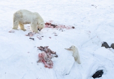 Tagged  Polar Bear (Ursus maritimus) sow and cub feeding on a reindeer kill