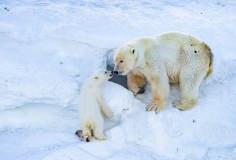 Tagged  Polar Bear (Ursus maritimus) sow and cub