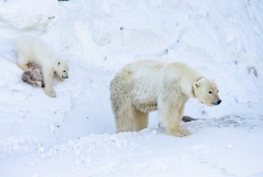 Tagged  Polar Bear (Ursus maritimus) sow and cub