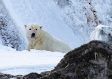 Tagged  Polar Bear (Ursus maritimus) sow peering over snowbank