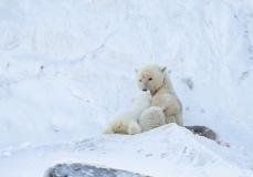 Tagged  Polar Bear (Ursus maritimus) sow nursing cub