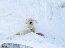 Tagged  Polar Bear (Ursus maritimus) sow nursing cub