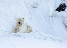 Tagged  Polar Bear (Ursus maritimus) sow nursing cub