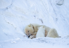 Tagged  Polar Bear (Ursus maritimus) sow nursing cub