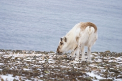 Reindeer (Rangifer tarandus)