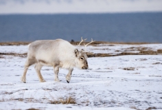 Reindeer (Rangifer tarandus) walking along shoreline