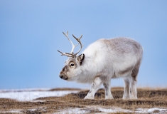 Reindeer (Rangifer tarandus)