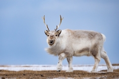 Reindeer (Rangifer tarandus)