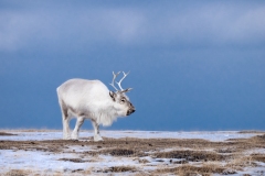 Reindeer (Rangifer tarandus)