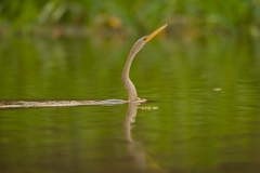 Anhinga (Anhinga anhinga) swimming