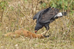 Great Black Hawk (Buteogallus urubitinga) feeding on a capybara (Hydrochoerus hydrochaeris)