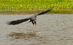 Great Black Hawk (Buteogallus urubitinga) fishing sequence.  Series of 8