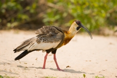 Buff-necked Ibis (Theristicus caudatus)