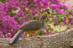 Chaco Chachalaca (Ortalis canicollis)