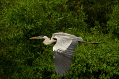 Cocoi Heron (Ardea cocoi) in flight