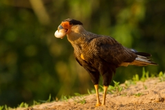 Southern Crested Caracara (Caracara plancus) collecting eggs from an iguana nest