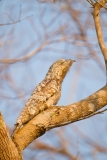 Great Potoo (Nyctibius grandis)