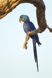 Hyacinth Macaw (Anodorhynchus hyacinthinus)