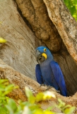 Hyacinth Macaw (Anodorhynchus hyacinthinus) in  a hollow tree nest