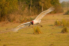 Jabiru (Jabiru mycteria) in flight