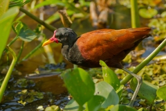 Wattled Jacana (Jacana jacana)