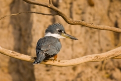 Ringed Kingfisher (Megaceryle torquata)