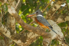 Ringed Kingfisher (Megaceryle torquata) with a piranha in its beak