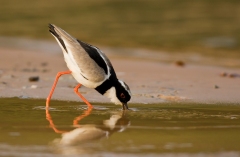 Pied Plover (Hoploxypterus cayanus)