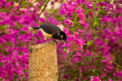 Plush-crested Jay (Cyanocorax chrysops)