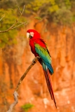 Red-and Green Macaw (Ara chloropterus)