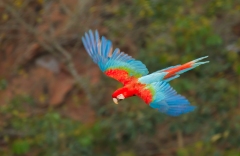 Red-and Green Macaw (Ara chloropterus) in flight