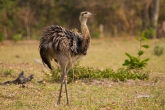 Greater Rhea (Rhea americana)