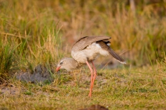 Red-Legged Seriema (Cariama cristata)