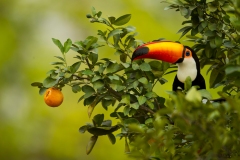 Toco Toucan (Ramphastos toco) feeding in an orange tree