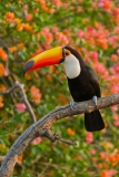 Toco Toucan (Ramphastos toco) in front of pink blossoms