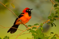 Orange-backed Troupial (Icterus croconotus)